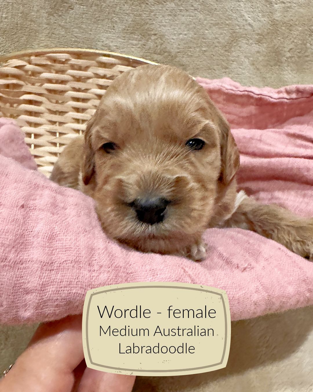 Wordle is an apricot Australian Labradoodle puppy.