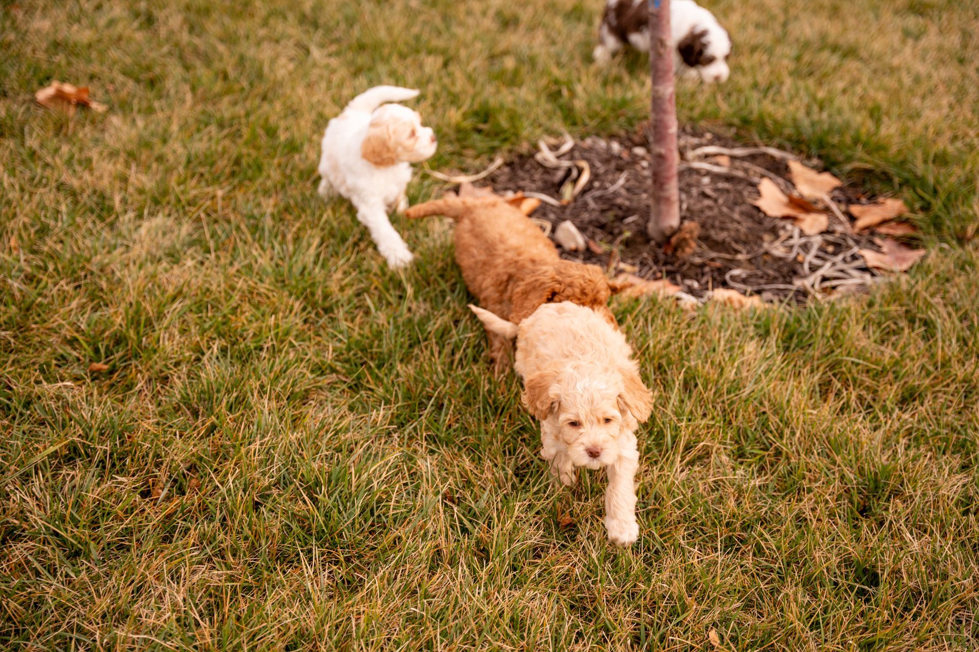 Three puppies are playing in the grass near a tree.