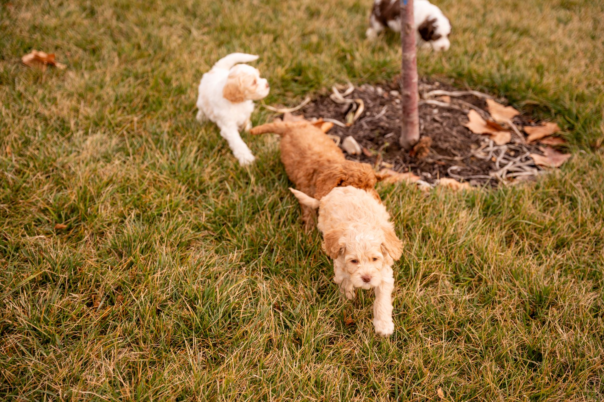 Three puppies are playing in the grass near a tree.