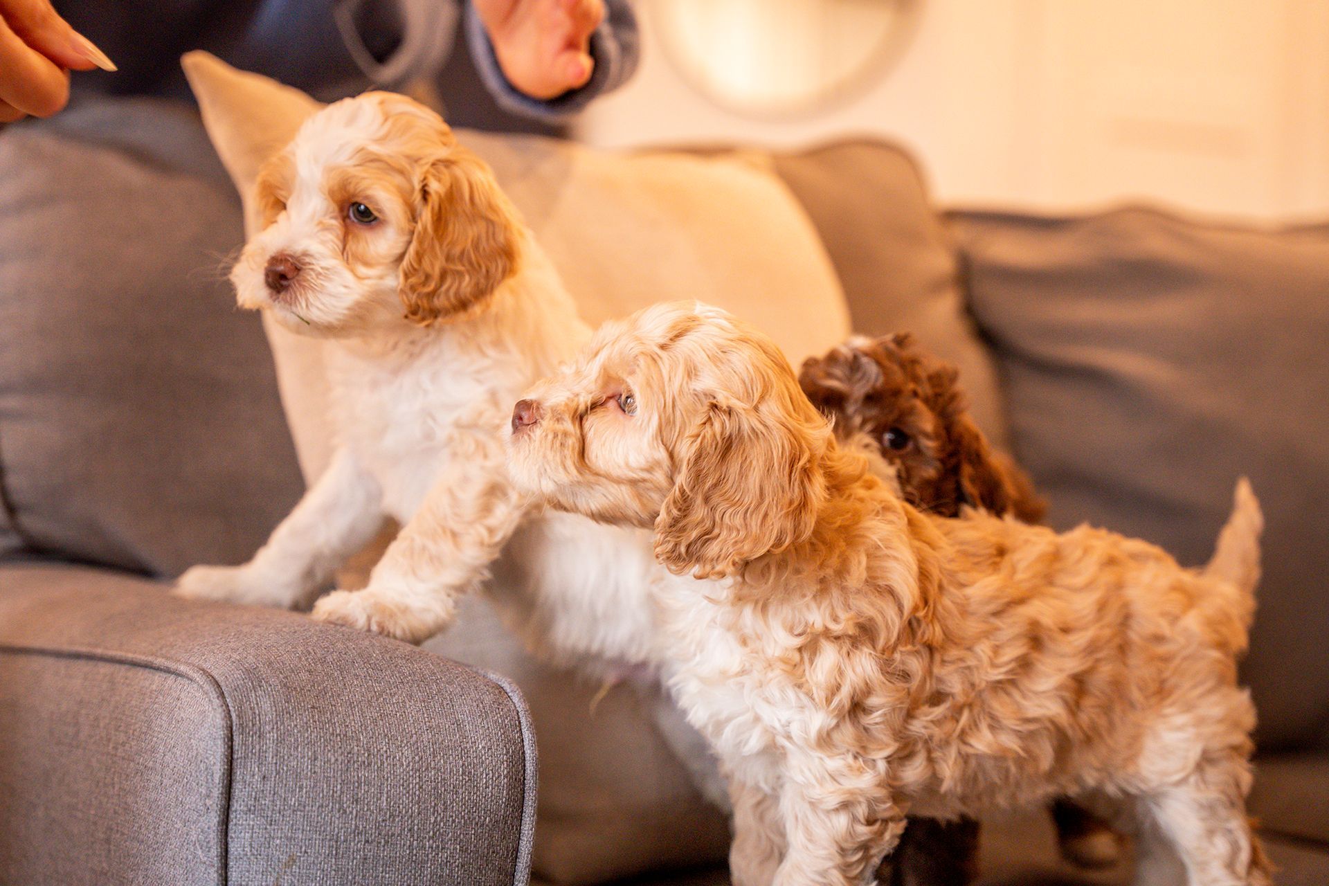 A person is feeding three puppies on a couch.