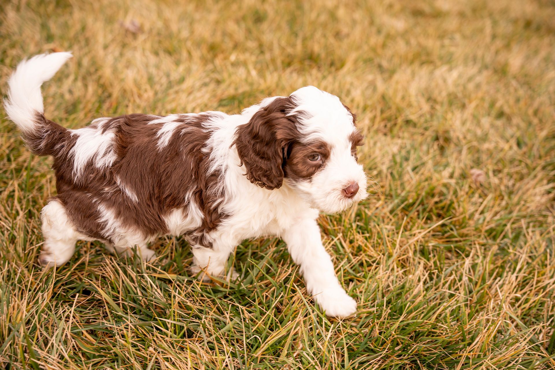 A brown and white puppy is walking in the grass.