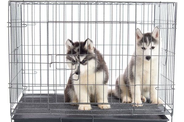 Two husky puppies are sitting in a metal cage.