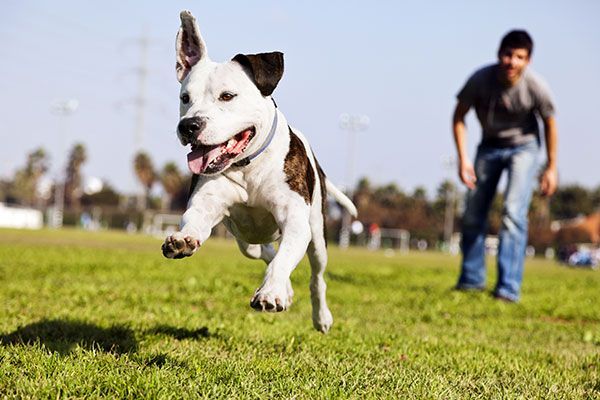 A man is playing with a dog in a park.
