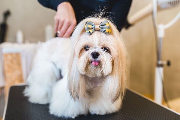 A small white dog with a bow on its head is sitting on a grooming table.