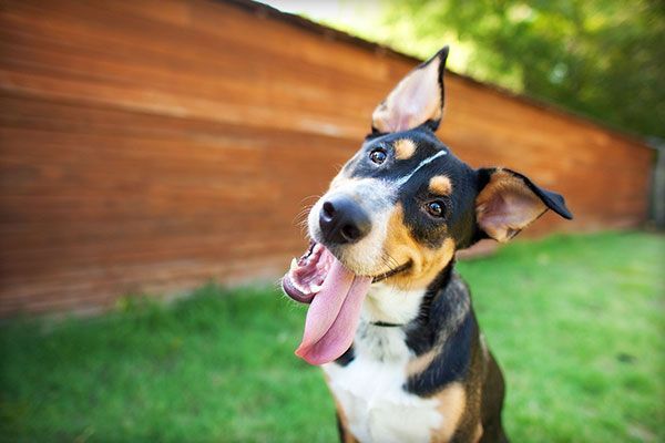 A black and white dog with its tongue hanging out is sitting in the grass.