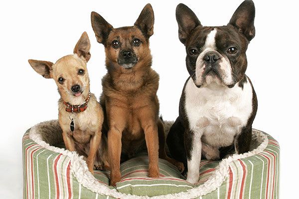 Three dogs are sitting in a dog bed.