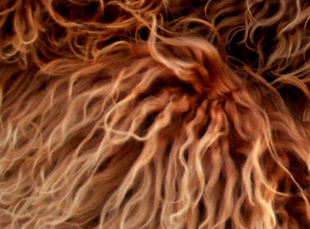 A close up of a dog 's fur with a lot of curls