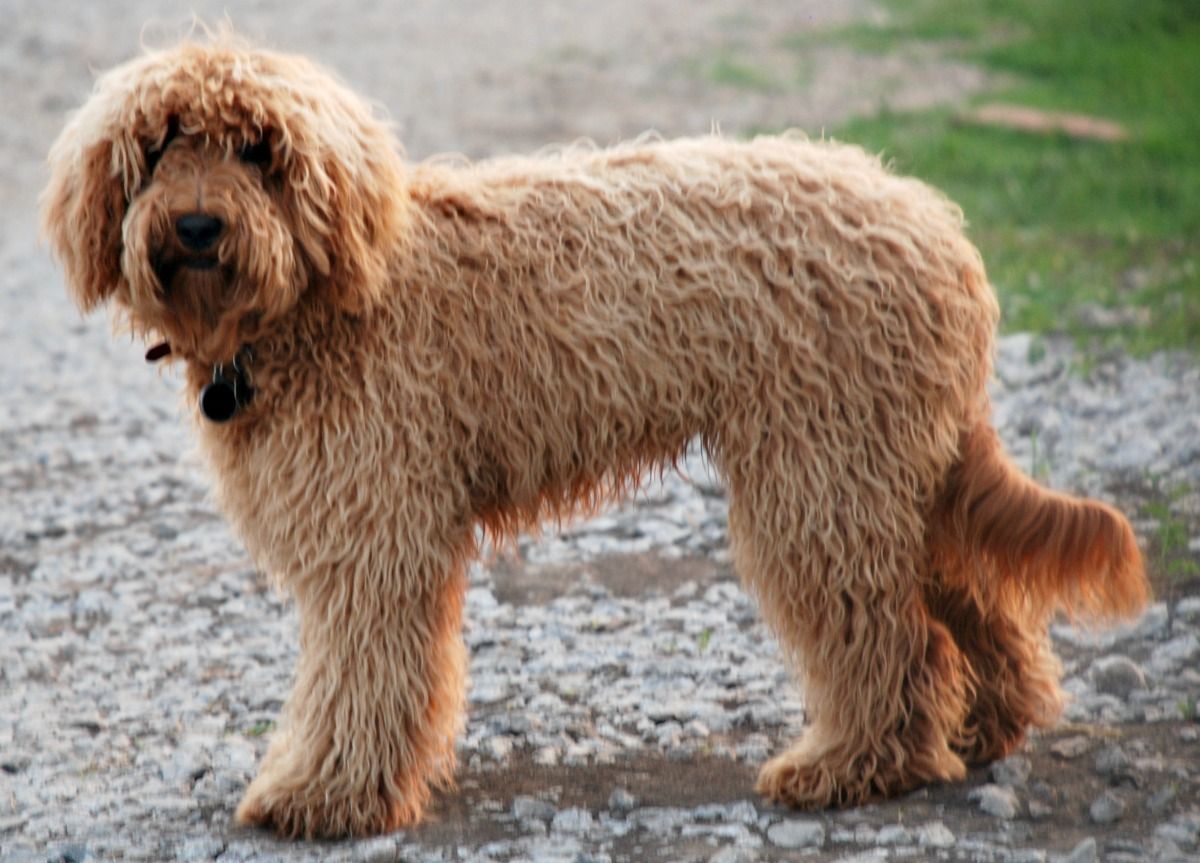 A brown dog is standing on a gravel road.
