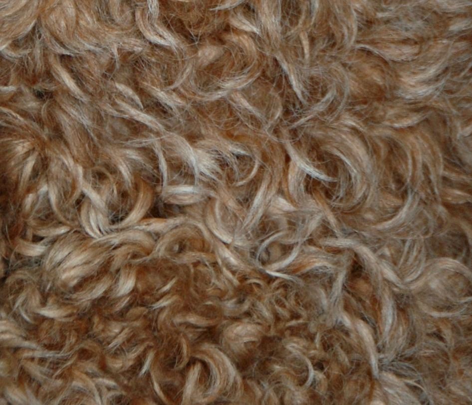 A close up of a pile of brown curly fur.