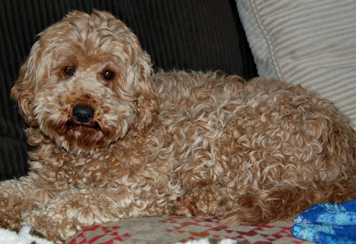 A small brown dog is laying on a couch looking at the camera.