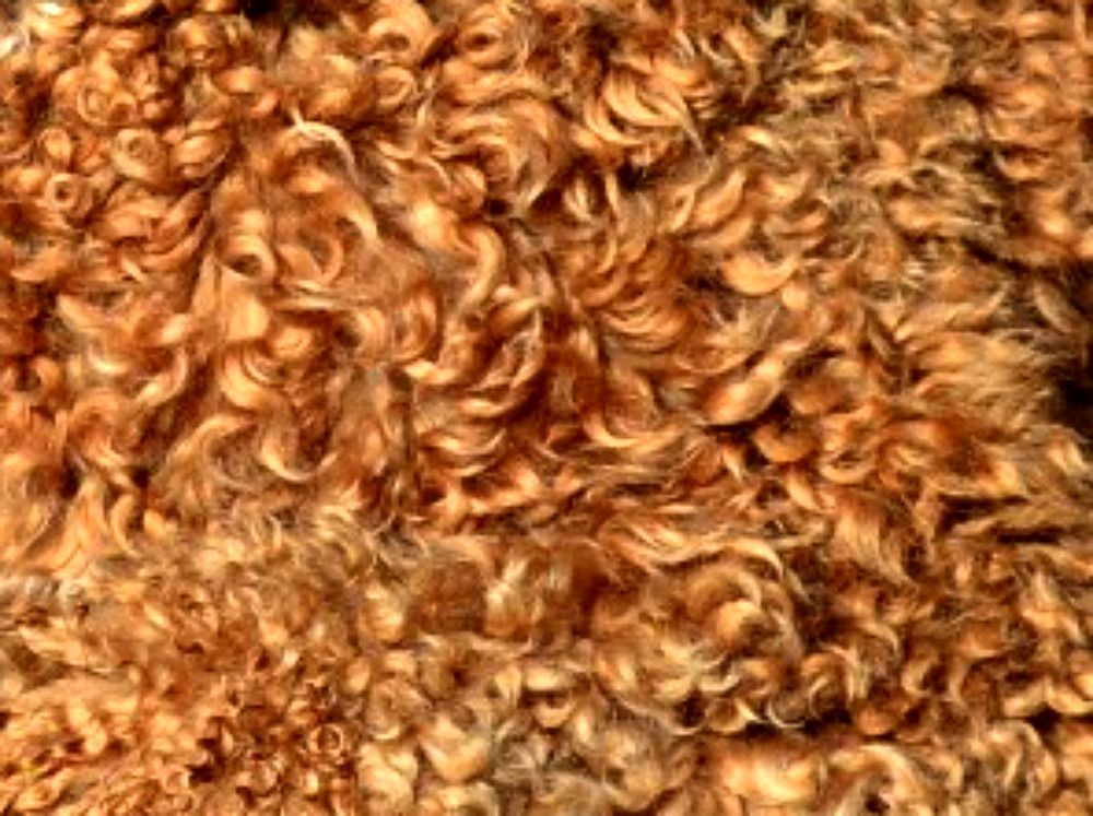 A close up of a pile of brown curly hair.