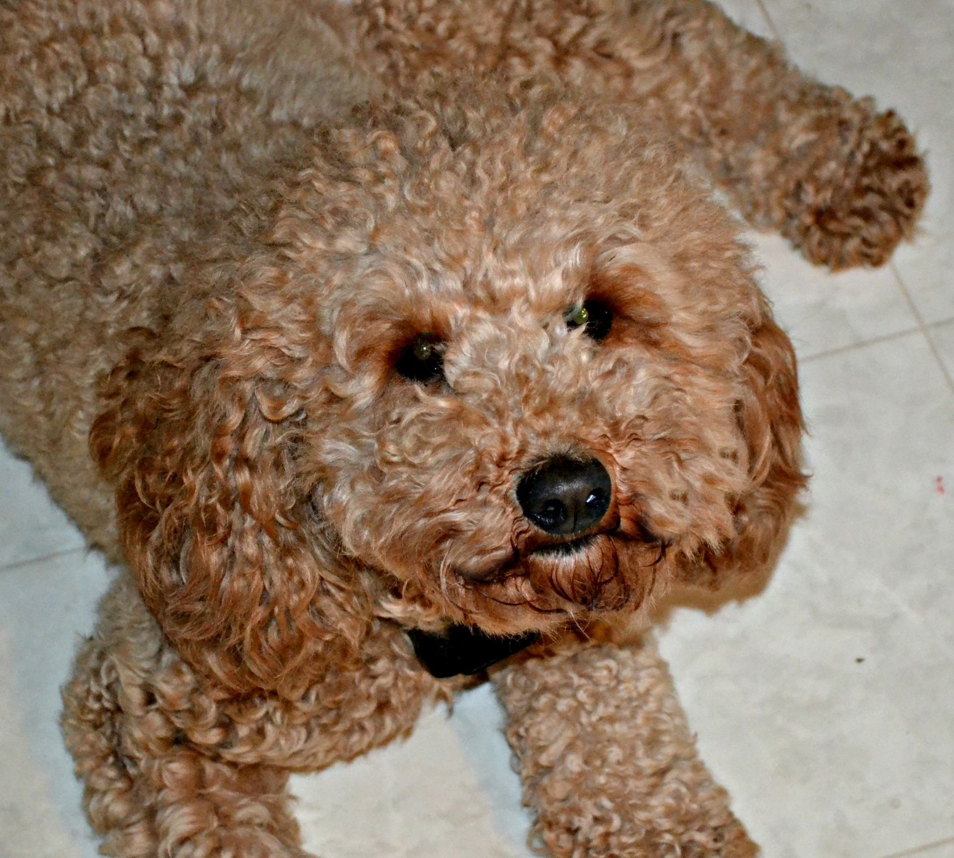 A small brown dog is laying on the floor and looking up at the camera