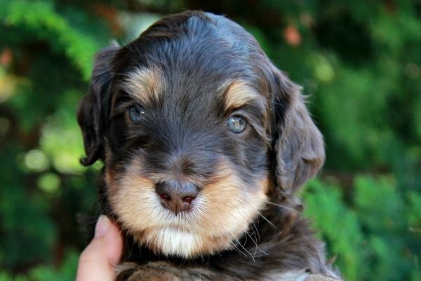 A person is holding a brown and tan puppy in their hand.