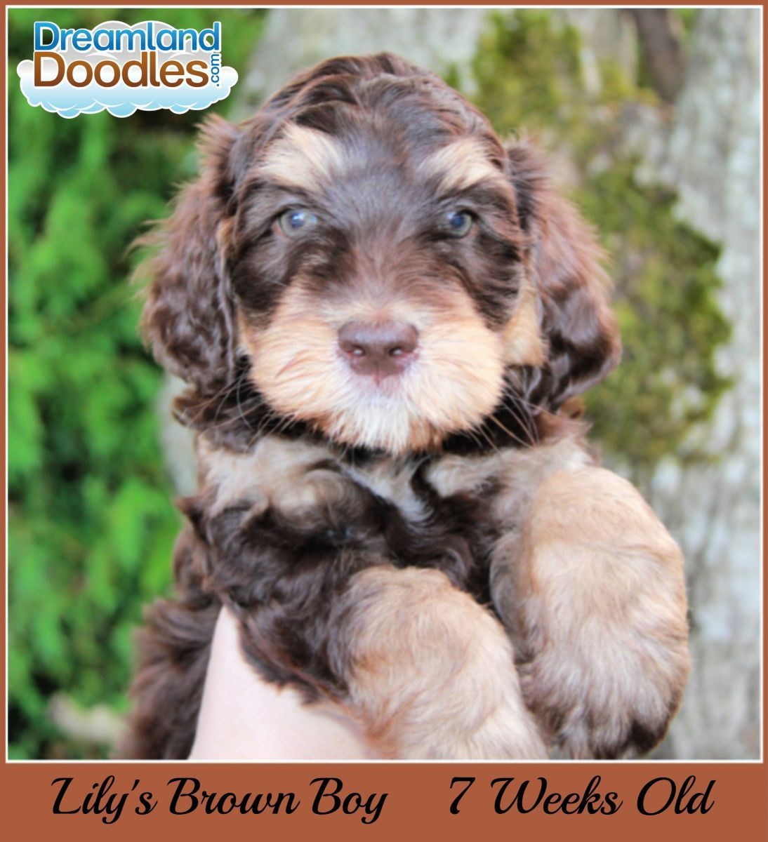 A brown puppy named lily 's brown boy is 7 weeks old