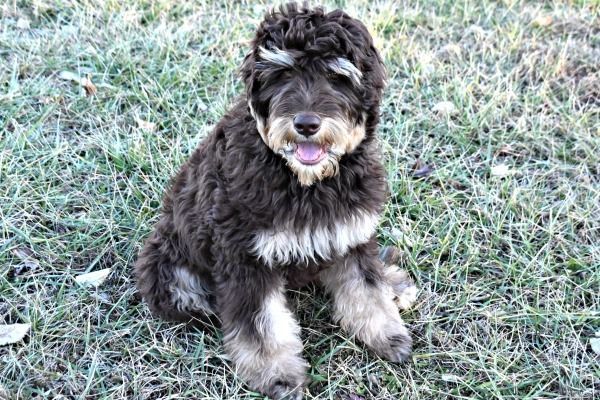 A brown and white puppy is sitting in the grass.