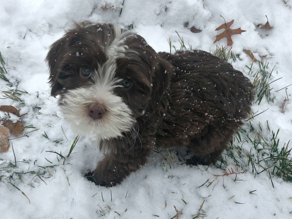 A brown and white puppy is standing in the snow.