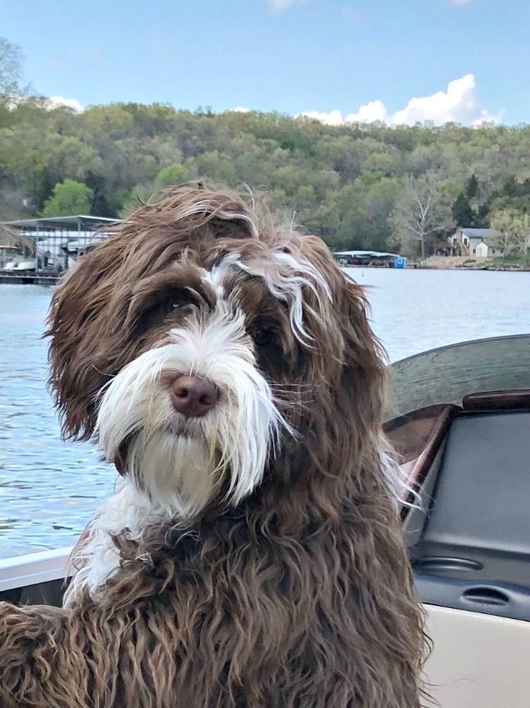 A brown and white dog is sitting on a boat in the water.