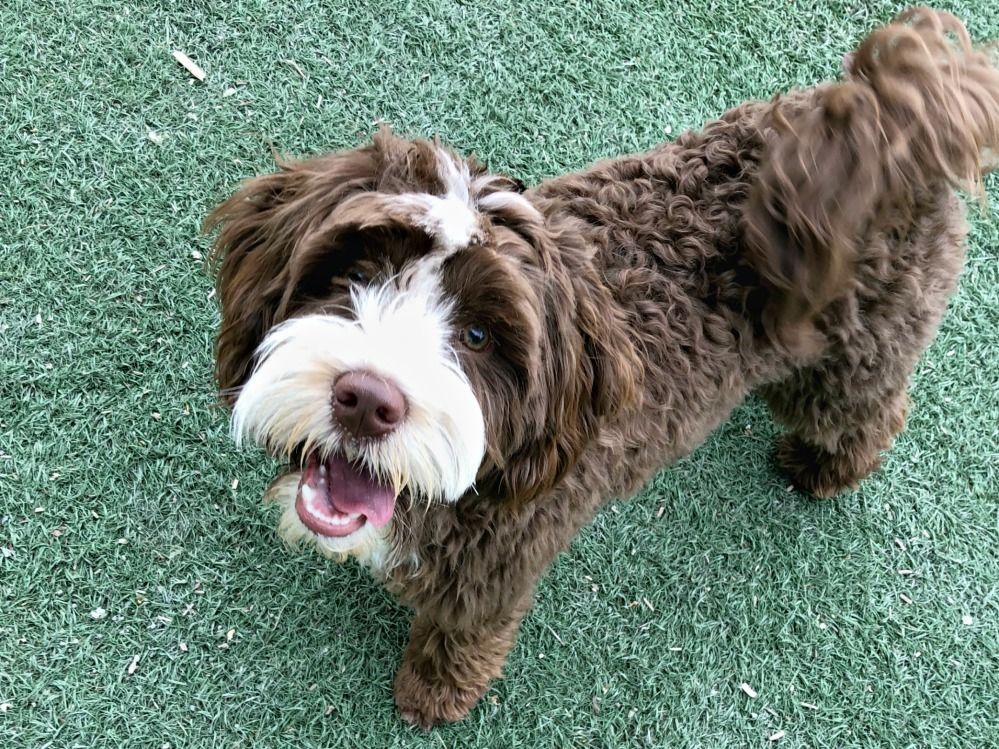 A brown and white dog is standing on a green grass field.