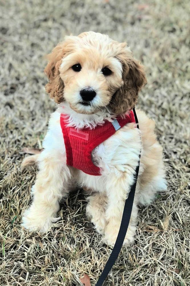 A puppy wearing a red harness and leash is sitting in the grass.