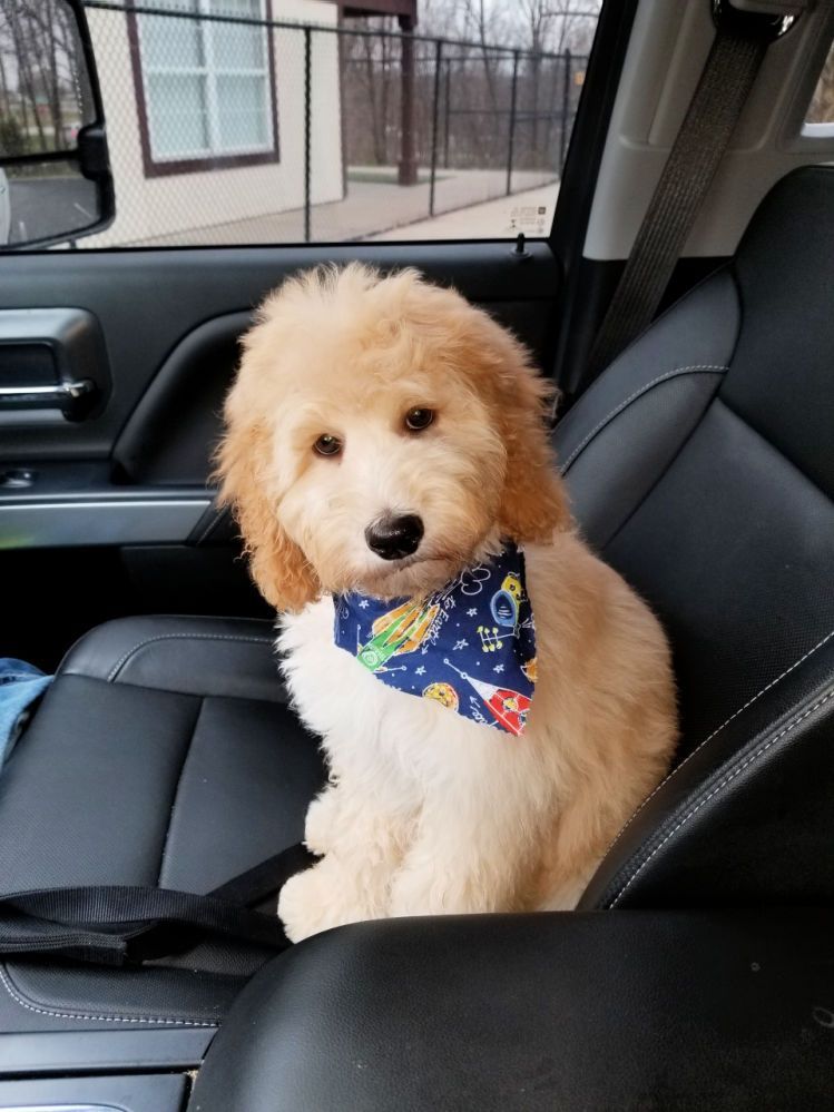 A puppy wearing a bandana is sitting in the back seat of a car.