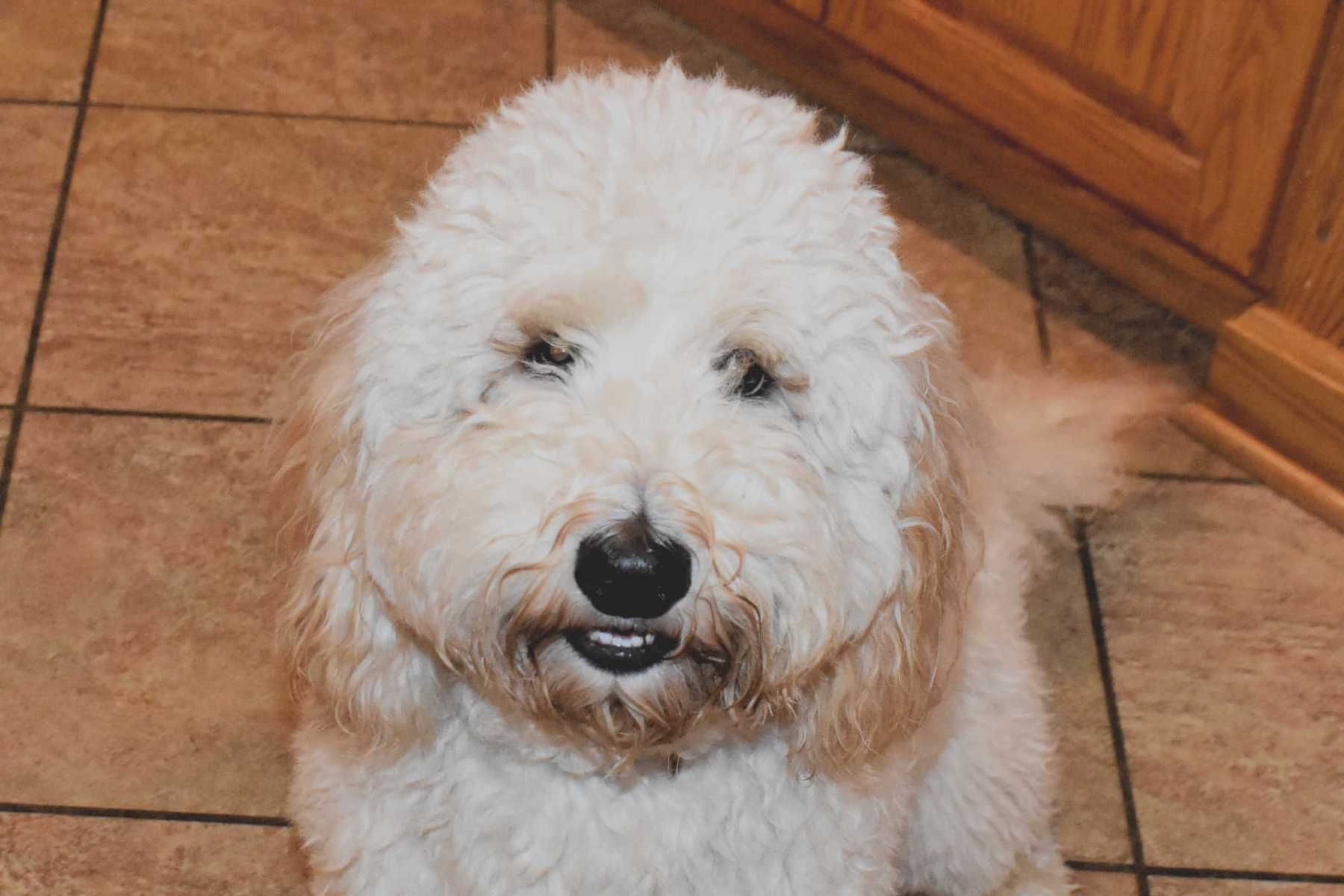 A white and brown dog is sitting on a tiled floor and looking at the camera.