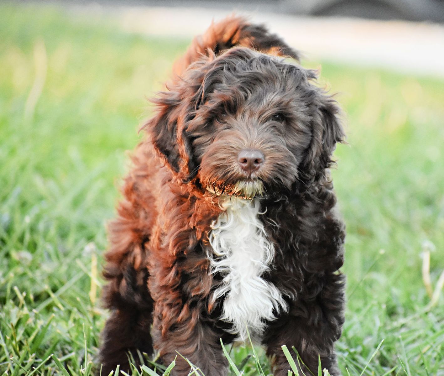 A brown and white puppy is standing in the grass.