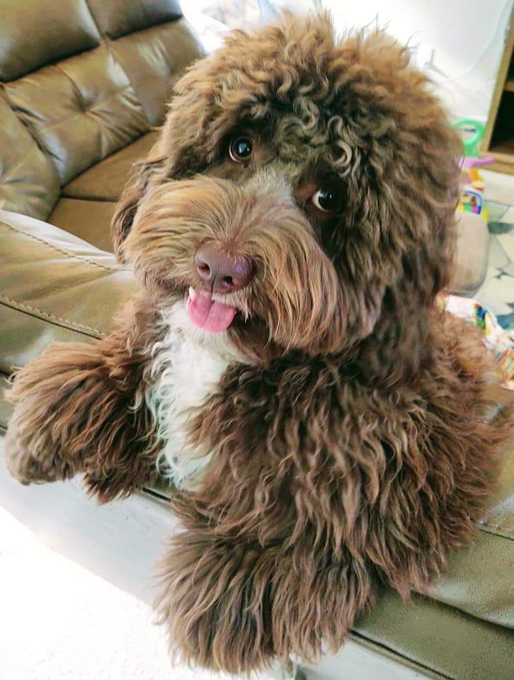 A brown and white dog is laying on a couch with its tongue out.