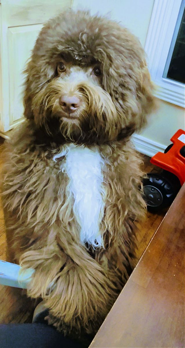 A brown and white dog is sitting on a wooden table.
