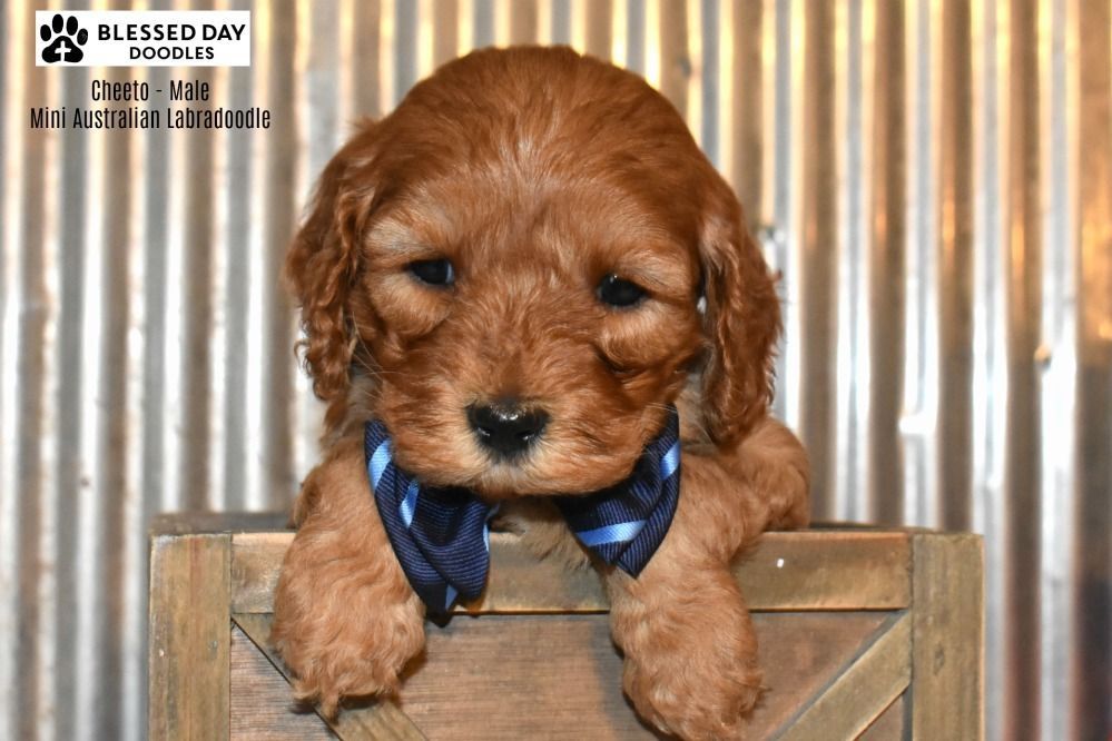 A brown puppy wearing a blue bow tie is sitting on a wooden box.