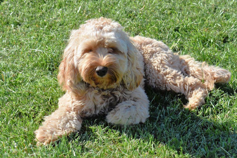 A small brown dog is laying in the grass.