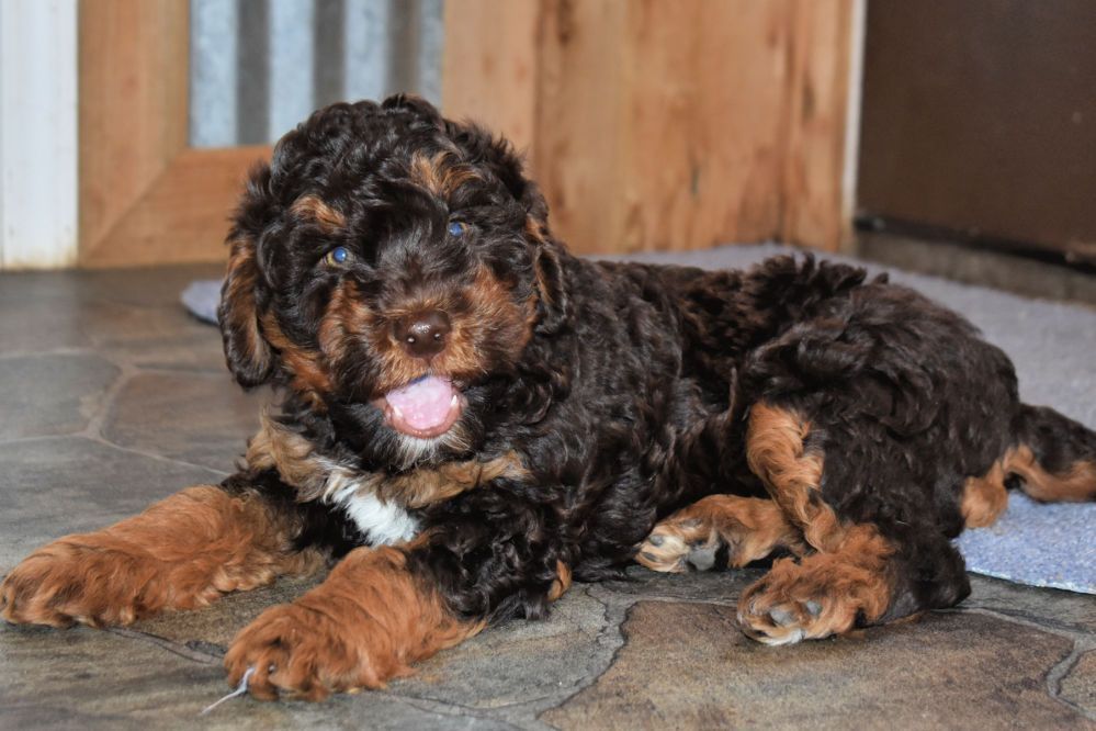 A brown and white puppy is laying on the floor.