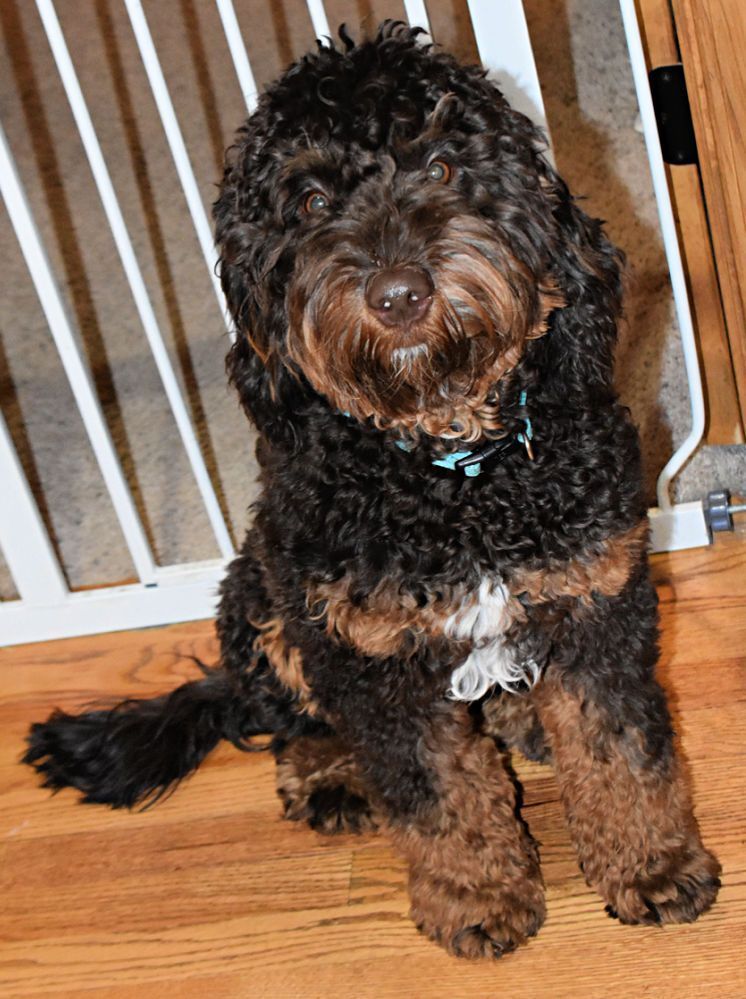 A black and brown dog is sitting in front of a white gate on a wooden floor.