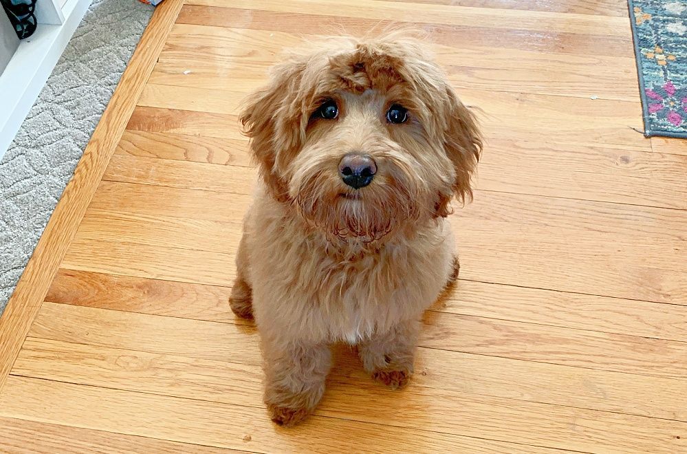 A small dog is sitting on a wooden floor and looking at the camera.