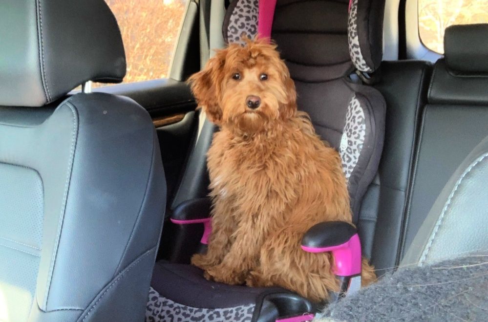 A small brown dog is sitting in a car seat