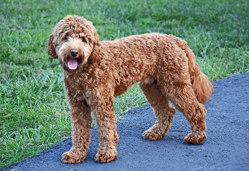 A brown dog is standing on a sidewalk with its tongue hanging out.