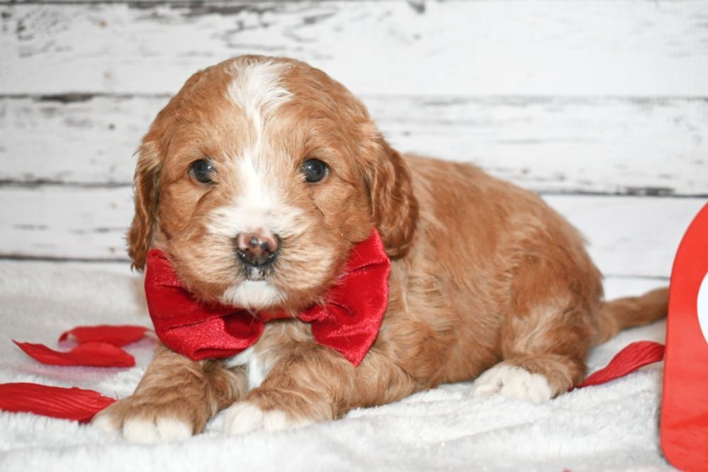 A brown and white puppy wearing a red bow tie is laying on a blanket.
