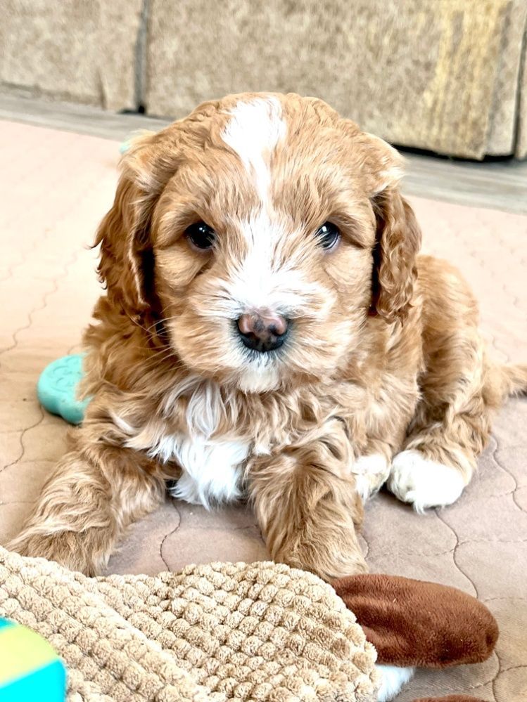 A brown and white puppy is laying on the floor next to a toy.
