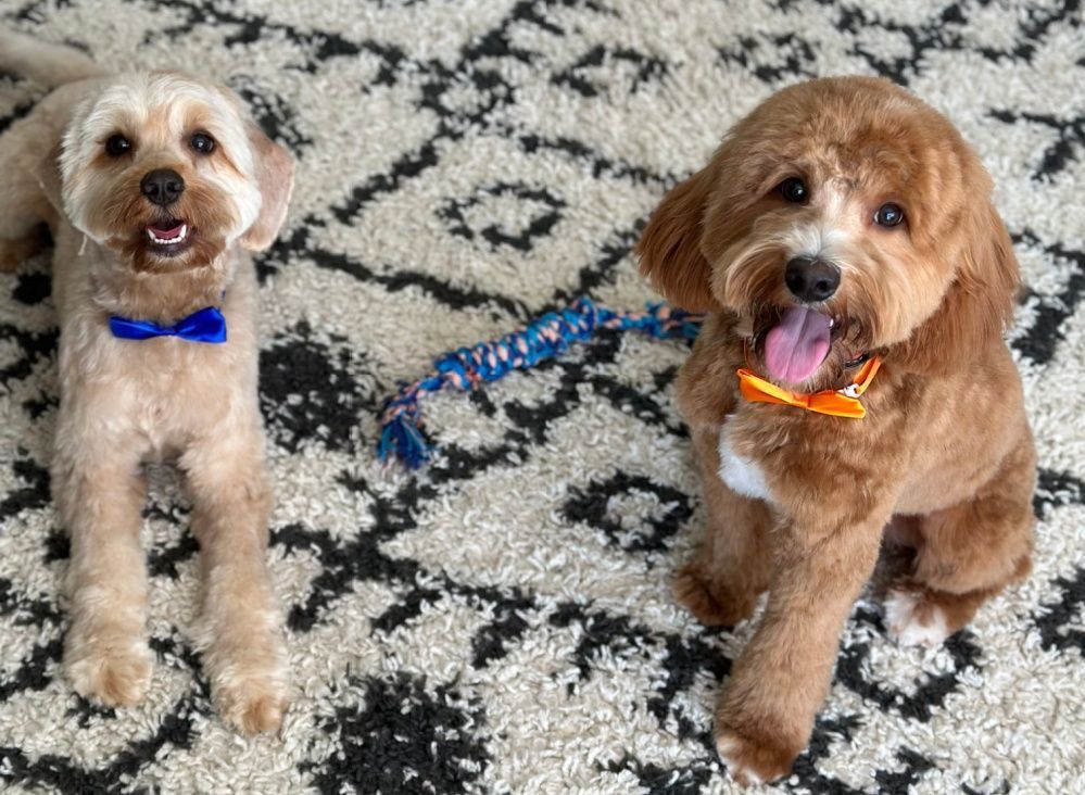 Two small dogs are sitting next to each other on a rug.