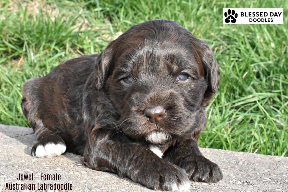 A brown puppy is laying on a rock in the grass.