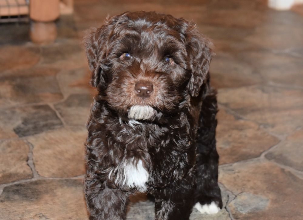 A brown and white puppy is sitting on a tiled floor.