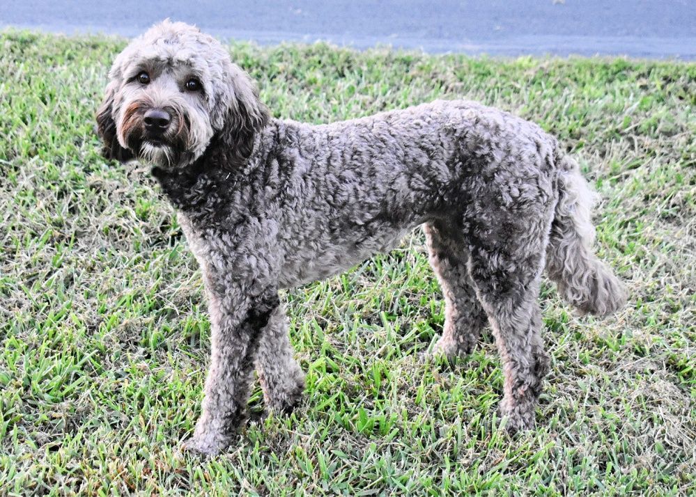 A small gray dog is standing in the grass.