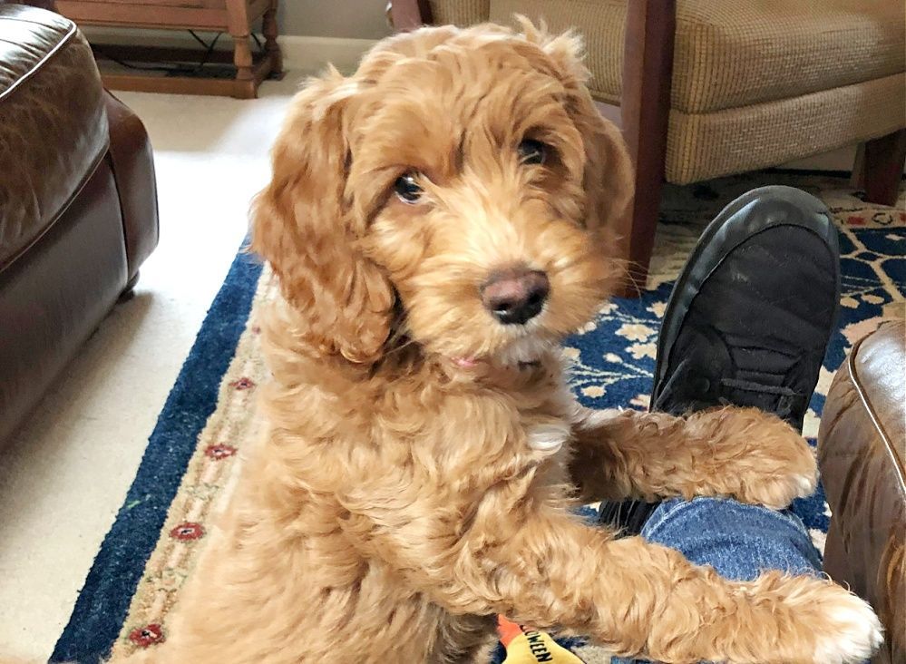 A brown puppy is sitting on a rug next to a person 's foot.