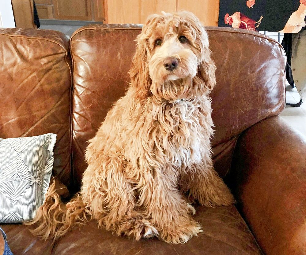 A brown dog is sitting on a brown leather couch.