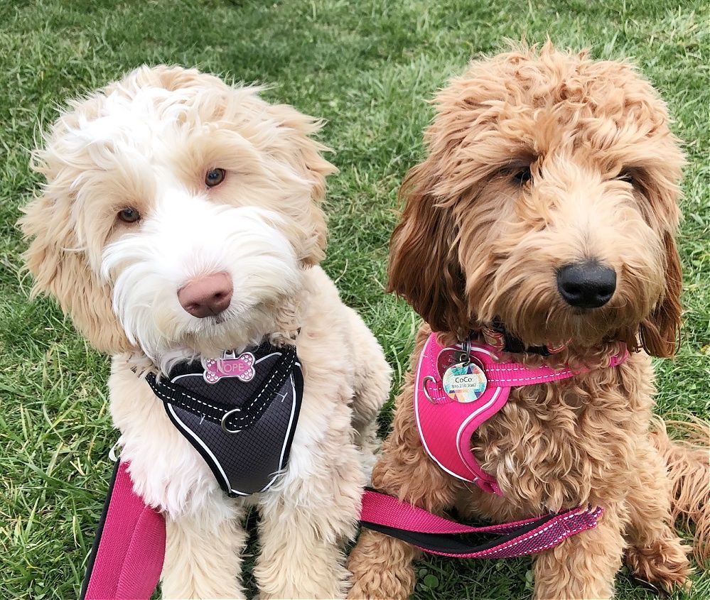 Two dogs wearing harnesses and leashes are sitting next to each other in the grass.