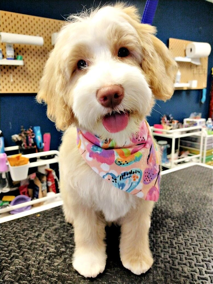 A small dog wearing a pink bandana is sitting on a table.