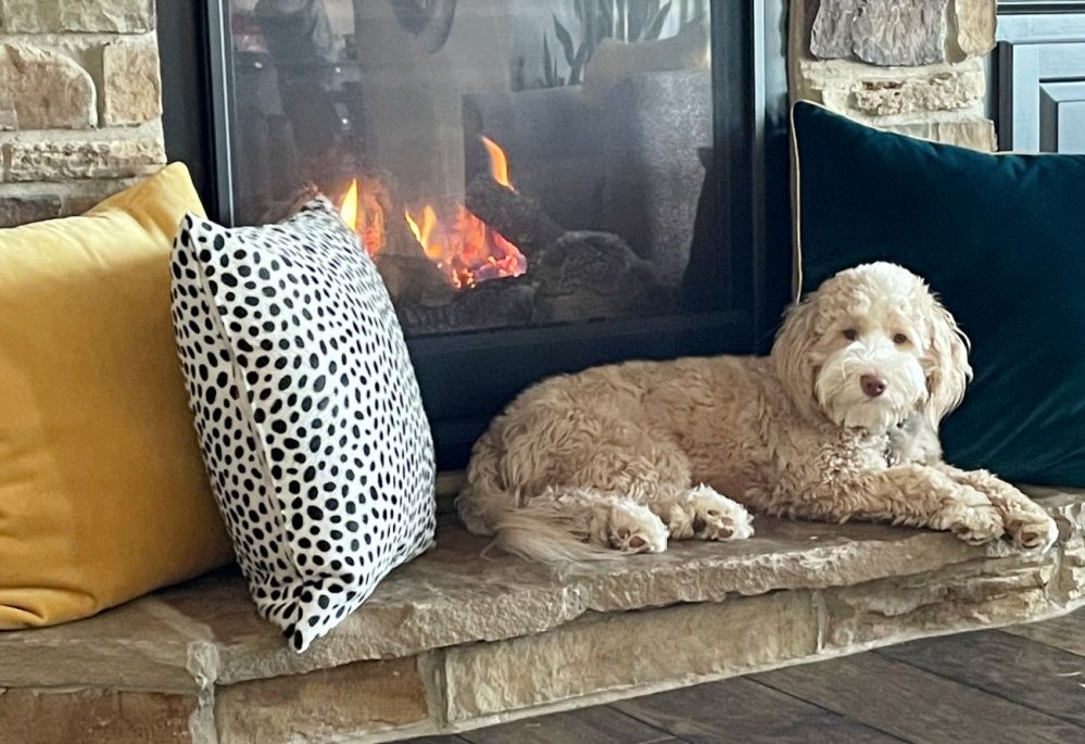A dog is laying on a stone ledge in front of a fireplace.