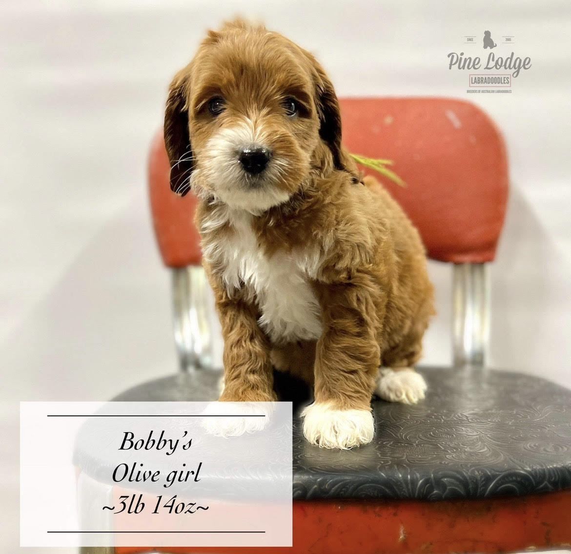 A brown and white puppy is sitting on a red chair.
