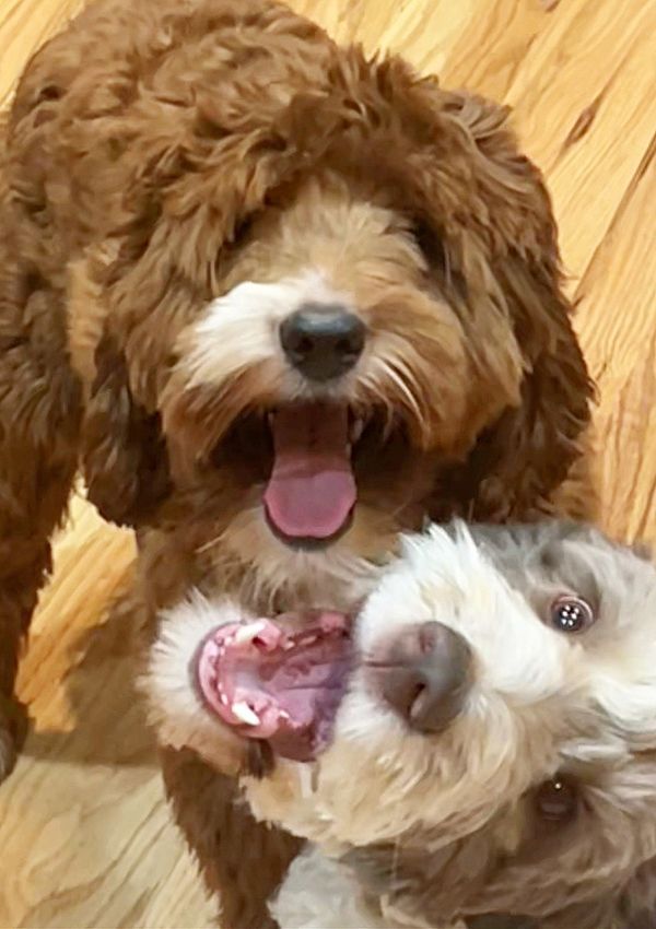 Two dogs are standing next to each other on a wooden floor.