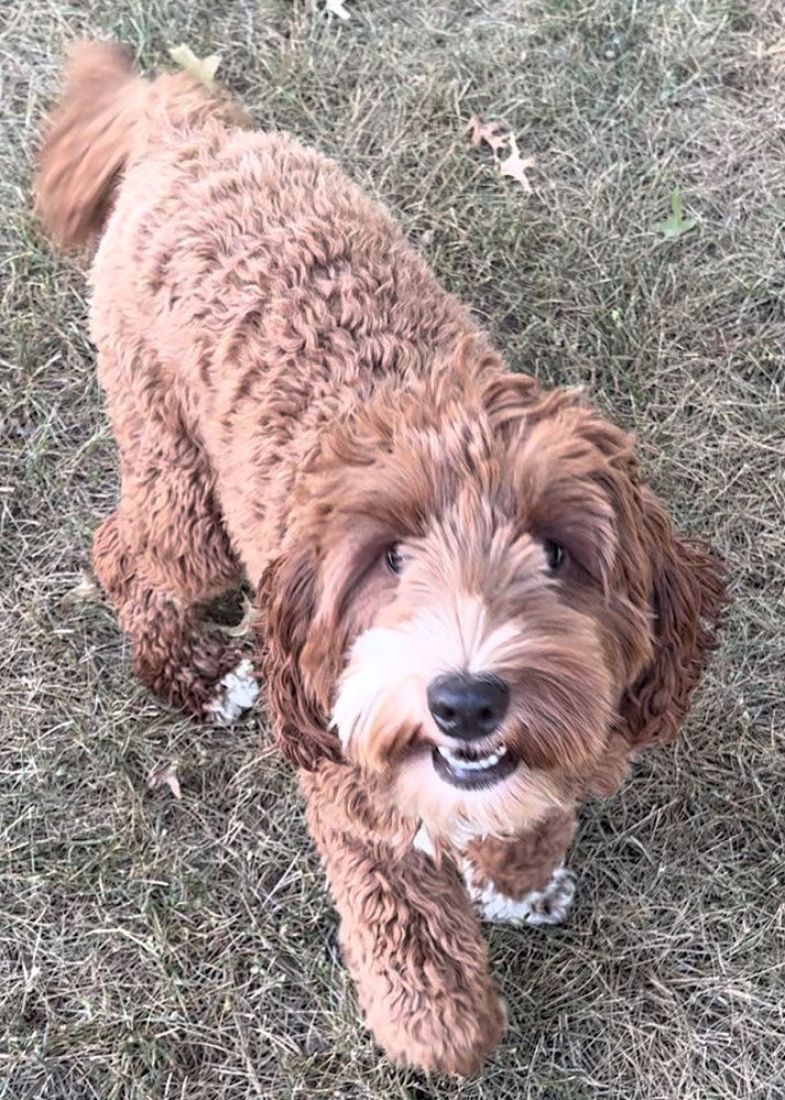 A brown dog is standing in the grass and smiling at the camera.
