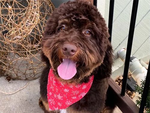 A brown and white dog wearing an red bandana